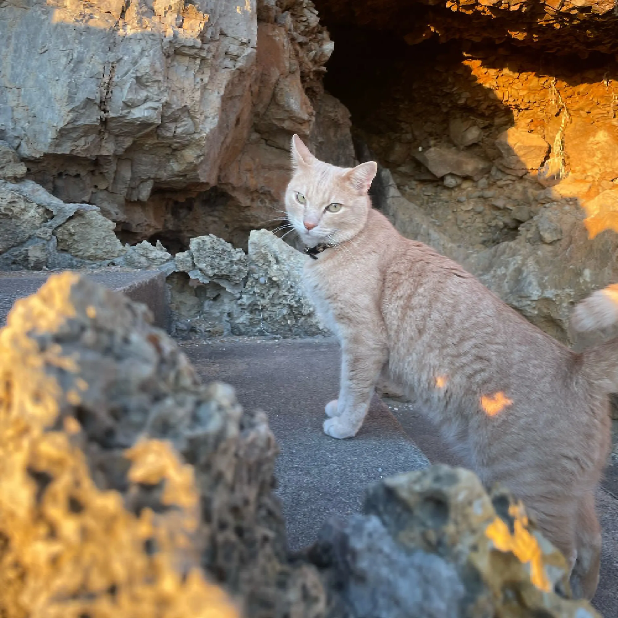 Gatto che esplora la scogliera di Villa Las Tronas Hotel & Spa, hotel pet-friendly ad Alghero che accoglie animali gratuitamente.